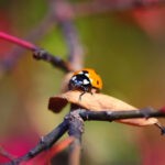 Ladybug on the fallen yellow leaves in the fall. Insects in the