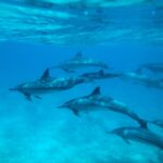 Does Sleep Reflect Daytime Experience in Specific Parts of the Brain?