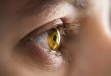 What the Eye Tells the Brain