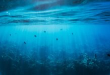 The long-term evolution of light sensitivity from single-cell organisms to humans: What we are missing now